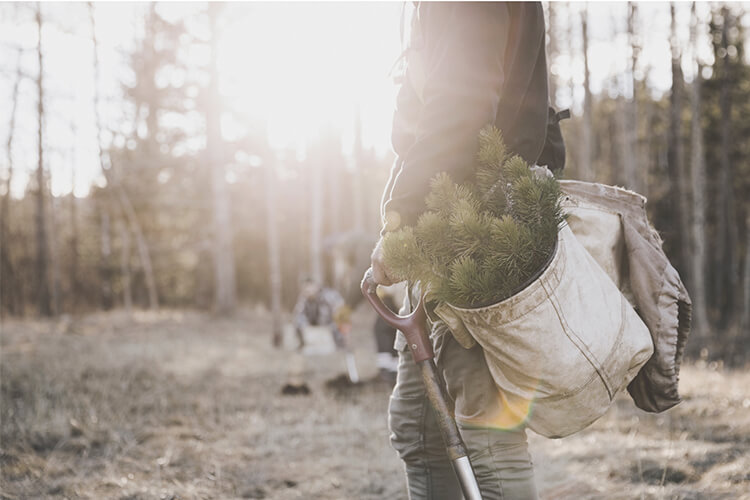 Hombre con una bolsa llena de pinos dispuestos a plantarlos en el bosque